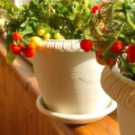 How To Start A Balcony Garden In A Small Space