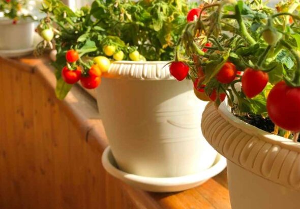 How To Start A Balcony Garden In A Small Space