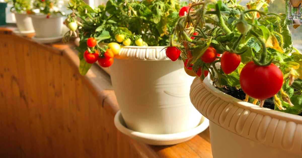 How To Start A Balcony Garden In A Small Space