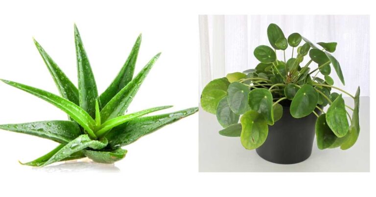 Indoor Plants That Purify Air and Look Great