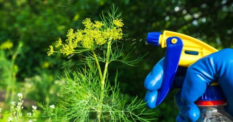 How To Repel Insects Naturally In Your Garden