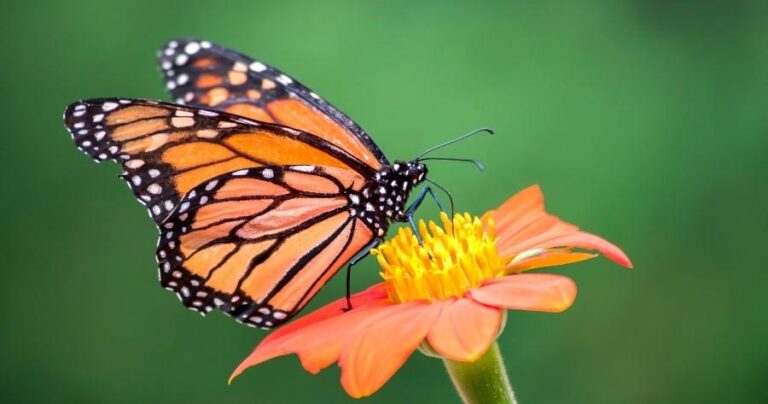 15 Colorful Plants That Invite Bees and Butterflies All Season Long