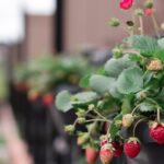 How To Grow Strawberries In Containers In 2025