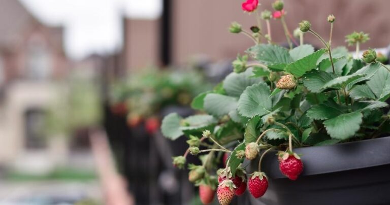 How To Grow Strawberries In Containers In 2025
