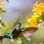 How To Attract Birds To Your Garden Naturally