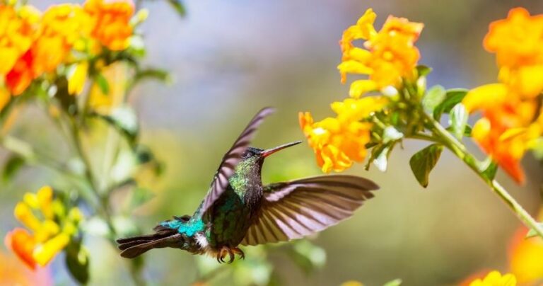 How To Attract Birds To Your Garden Naturally